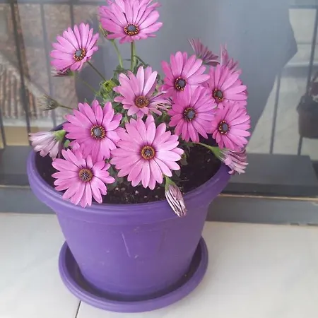 旅馆 Kruja Hostel